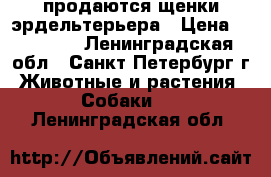 продаются щенки эрдельтерьера › Цена ­ 30 000 - Ленинградская обл., Санкт-Петербург г. Животные и растения » Собаки   . Ленинградская обл.